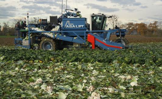 cabbage harvester