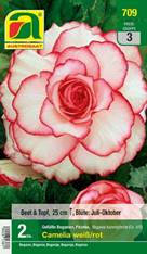 709_2022_Begonia Camelia_4-5_2 Stk.