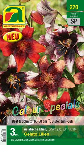 270_2022_Lilium Gelato Colour Specials_14-16_3 Stk.