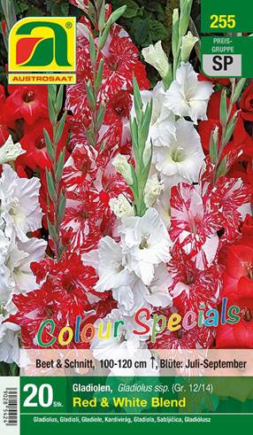 255_2022_Gladiolus Red + White Blend Colour Specials_12-14_20 Stk.