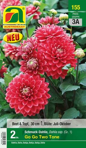 155_2022_Dahlia Go Go Two Tone_Gr. I_2 Stk.