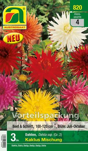 820_2022_Dahlia Kaktus Mischung_Gr. II_3 Stk.