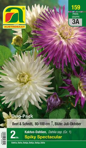 159_2022_Dahlia Spiky Spectacular_Gr. I_2 Stk.