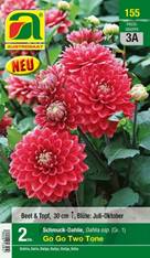 155_2022_Dahlia Go Go Two Tone_Gr. I_2 Stk.