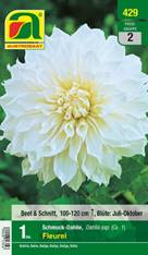 429_2022_Dahlia Fleurel_Gr. I_1 Stk.