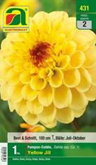 431_2022_Dahlia Yellow Jill_Gr. I_1 Stk.