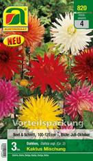 820_2022_Dahlia Kaktus Mischung_Gr. II_3 Stk.