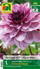 428_2022_Dahlia Creme de Cassis_Gr. I_1 Stk.