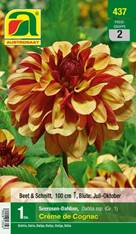 437_2022_Dahlia Creme de Cognac_Gr. I_1 Stk.