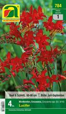 784_2022_Crocosmia Lucifer_8-10_4 Stk.