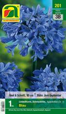 201_2022_Agapanthus_Blau_Gr. I_1 Stk.