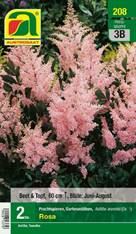 208_2022_Astilbe Rosa_Gr. I_2 Stk.