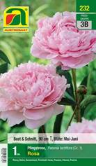 232_2022_Paeonia Rosa_Gr. I_1 Stk.