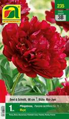 235_2022_Paeonia Rot_Gr. I_1 Stk.