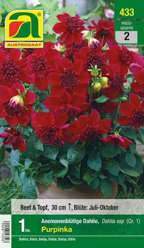 433_2022_Dahlia Purpinka_Gr. I_1 Stk.