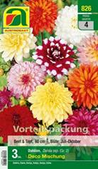 826_2022_Dahlia Deco Mischung_Gr. II_3 Stk.