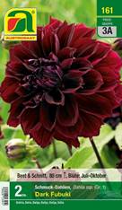 161_2022_Dahlia Dark Fubuki_Gr. I_2 Stk.