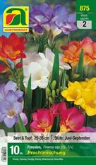 875_2022_Freesia Prachtmischung_7+_10 Stk.