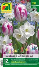 211_2022_Tulipa-Narcissus_Alaskan_Aurora_Colour_Specials_12+_10-12_12 Stk.