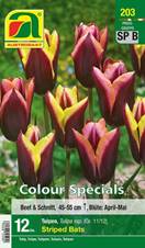 203_2022_Tulipa_Striped_Bats_Colour_Specials_11-12_12 Stk.