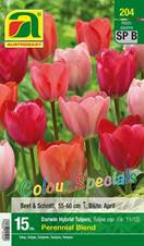 204_2022_Tulipa_Perennial_Blend_Colour_specials_11-12_15 Stk.