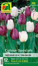 205_2022_Tulipa_Rosa+Lila_Colour_Specials_11-12_12 Stk.