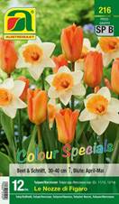 216_2022_Tulipa_Narcissus_Le_Nozze_di_Figaro_Colour_Specials_11-12_12-14_12 Stk.