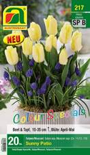 217_2022_Tulipa_Allium_Sunny_Patio_Colour_Specials_11-12_7-8_20 Stk.