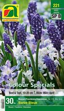 221_2022_Muscari_Puschkinia_Chionodoxa_Barbe_Bleue_Colour_Specials_7-8_5+_5+_30 Stk.