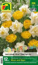 206_2022_Tulipa_Narcissus_Moon_and_Stars_Colour_Specials_11-12_12-14_12 Stk.