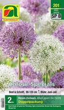 201_2022_Allium_Colour_Specials_18-20_2 Stk.