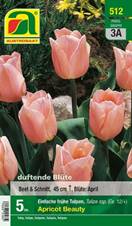 512_2022_Tulipa_Apricot_Beauty_12+_5 Stk.