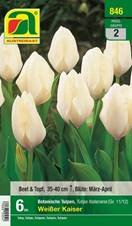 846_2022_Tulipa_Weisser_Kaiser_11-12_6 Stk.