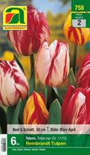 758_2022_Tulipa_Rembrandt_11-12_6 Stk.