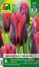 515_2022_Tulipa_Slawa_10-11_8 Stk.