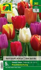 362_2022_Tulipa_Prachtmischung_10-11_5 Stk.