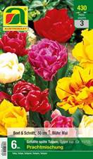 430_2022_Tulipa_Prachtmischung_11-12_6 Stk.