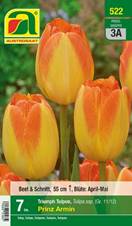 522_2022_Tulipa_Prinz_Armin_11-12_7 Stk.