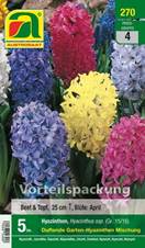 270_2022_Hyacinthus_Vorteilspackung_15-16_5 Stk.