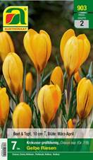 903_2022_Crokus_Gelbe_Riesen_7-8_7 Stk.