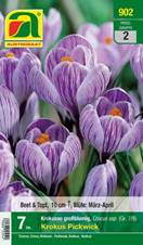 902_2022_Crocus_Pickwick_7-8_7 Stk.