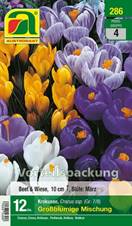 286_2022_Crocus_Grossbl.Mischung_Vorteilpackung_7-8_12 Stk.
