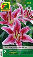 559_2022_Lilium_Stargazer_14-16_2 Stk.