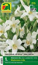 215_2022_Lilium_Madonnen-Lilie_18-20_1 Stk.