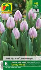 448_2024_Tulipa Candy Prince_11-12_6 Stk.
