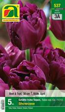 537_2021_Tulipa Showcase_11-12_5 Stk.