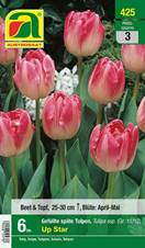 425_2024_Tulipa Up Star_11-12_6 Stk.
