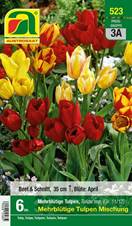 523_2024_Tulipa Mehrbltige Mischung_11-12_6 Stk.