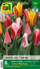 734_2024_Tulipa_Greigii Mischung_11-12_6 Stk.
