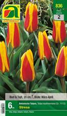 836_2022_Tulipa_Stresa_11-12_6 Stk.